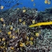 butterflyfish_blacklip_tp_np_h_0068_bal3114.jpg